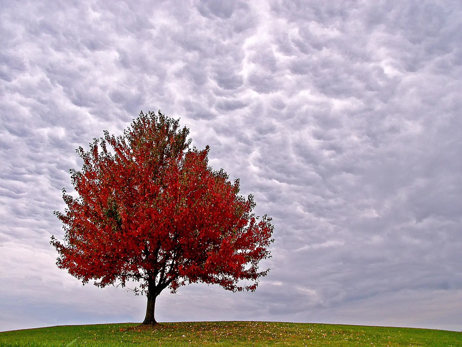 A lone tree in fall color on a hill at Masterson Station Park, home of Lexington's largest dog park