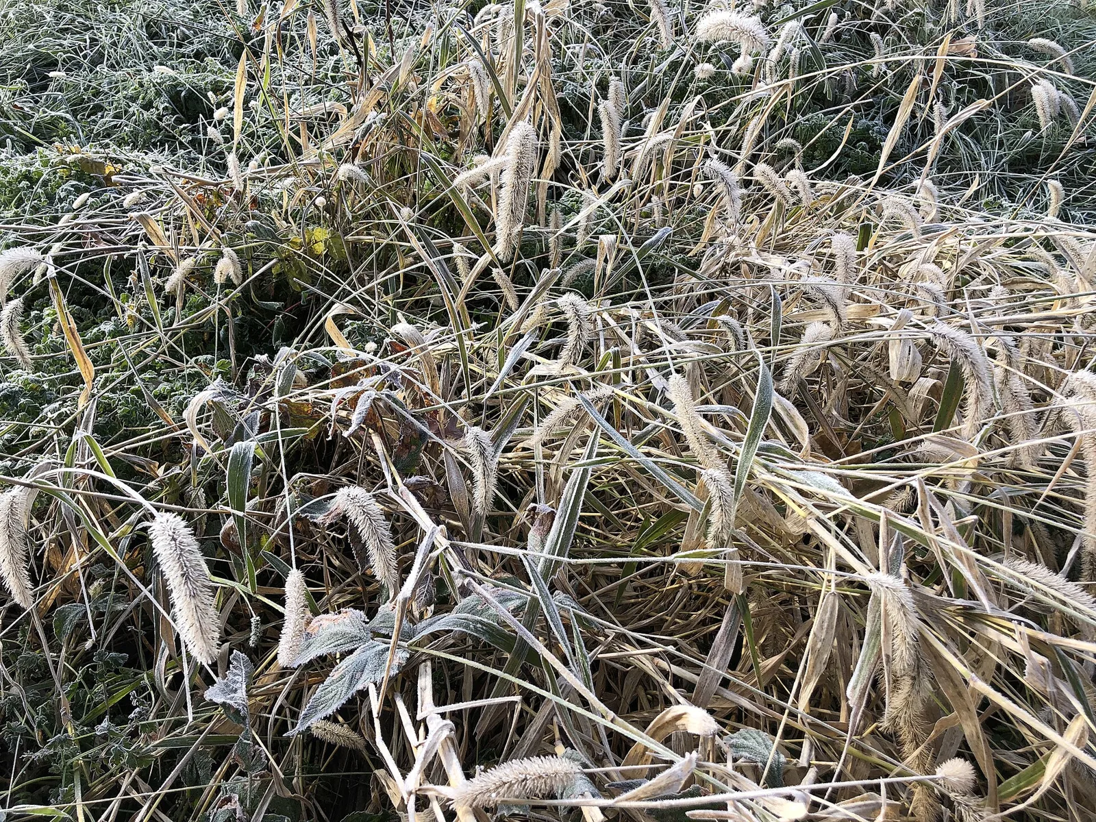 Frost on grass on a fall morning in Carroll County, Maryland. The picture does not show Lexington.