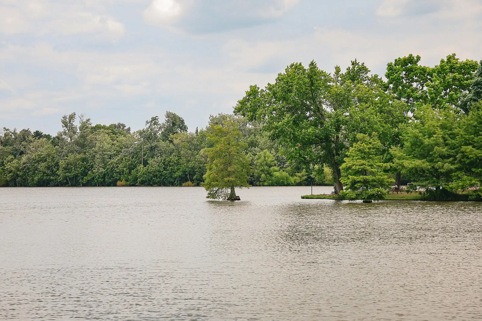 Cypress trees at the edge of Lexington Reservoir No. 4 in Jacobson Park